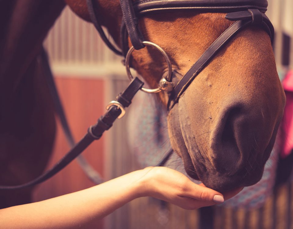 Benefits of Equine-Assisted Therapy
