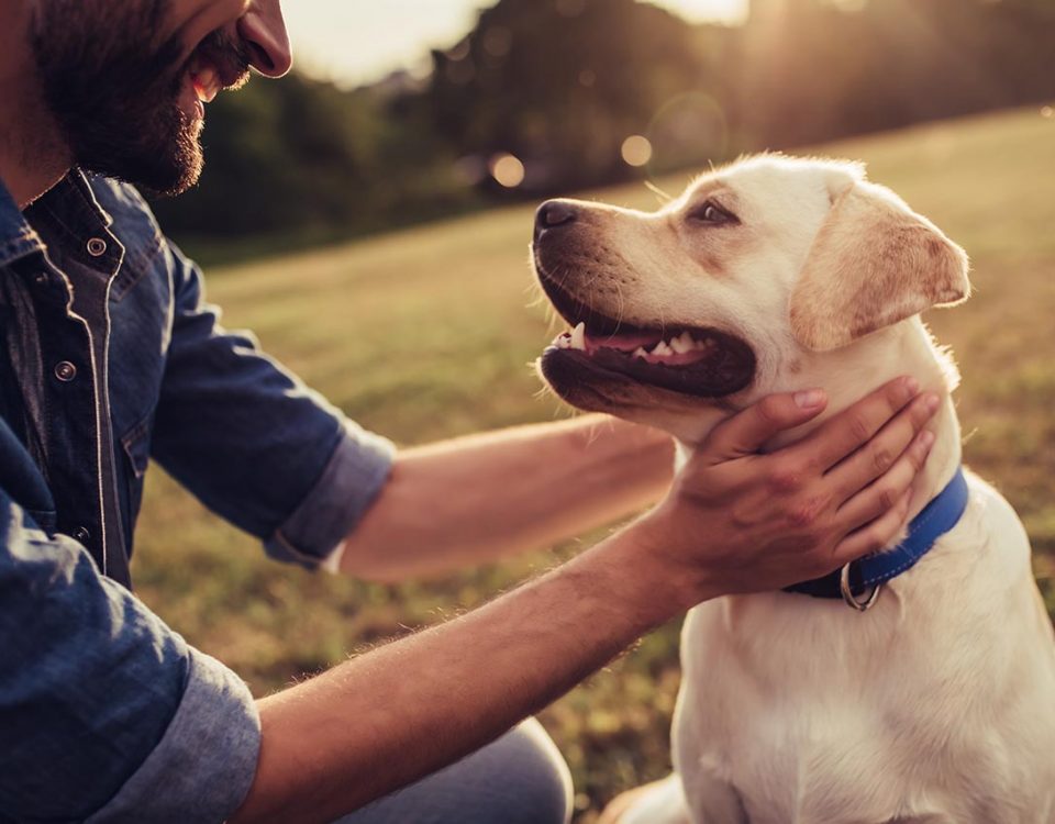 The Benefits of Pet Therapy
