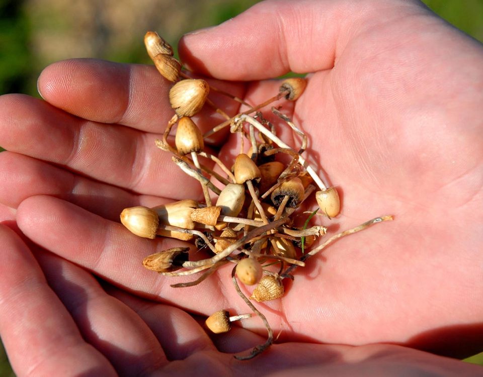 Denver Decriminalizes Magic Mushroom Possession – Are They Dangerous?