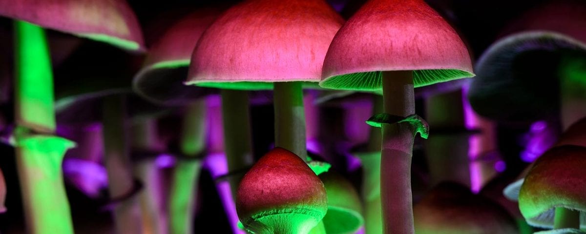 Shrooms in led light room