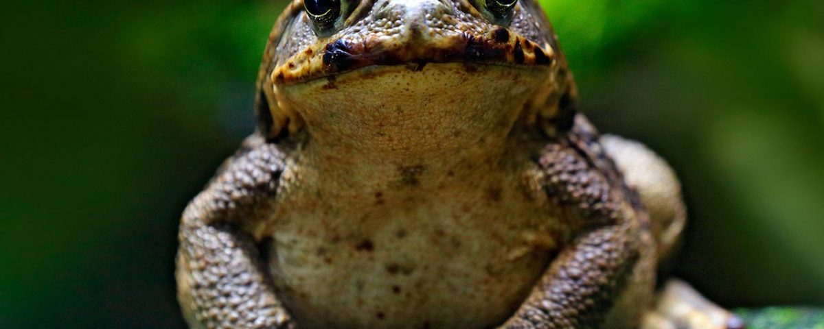 Frogs that Get You High: The Dangers of Toad Licking