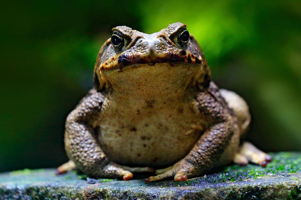 Frogs That Get You High The Dangers Of Toad Licking Banyan Philadelphia