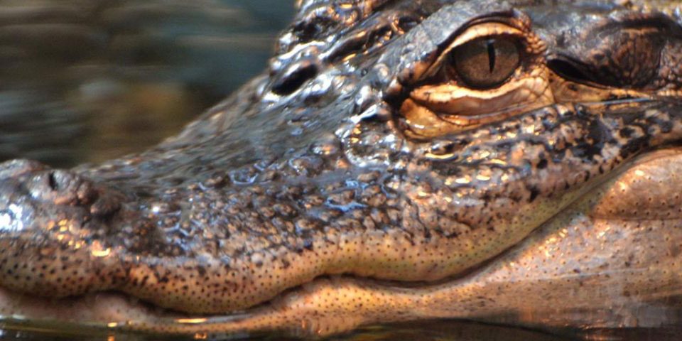 dangers of krokodil drug