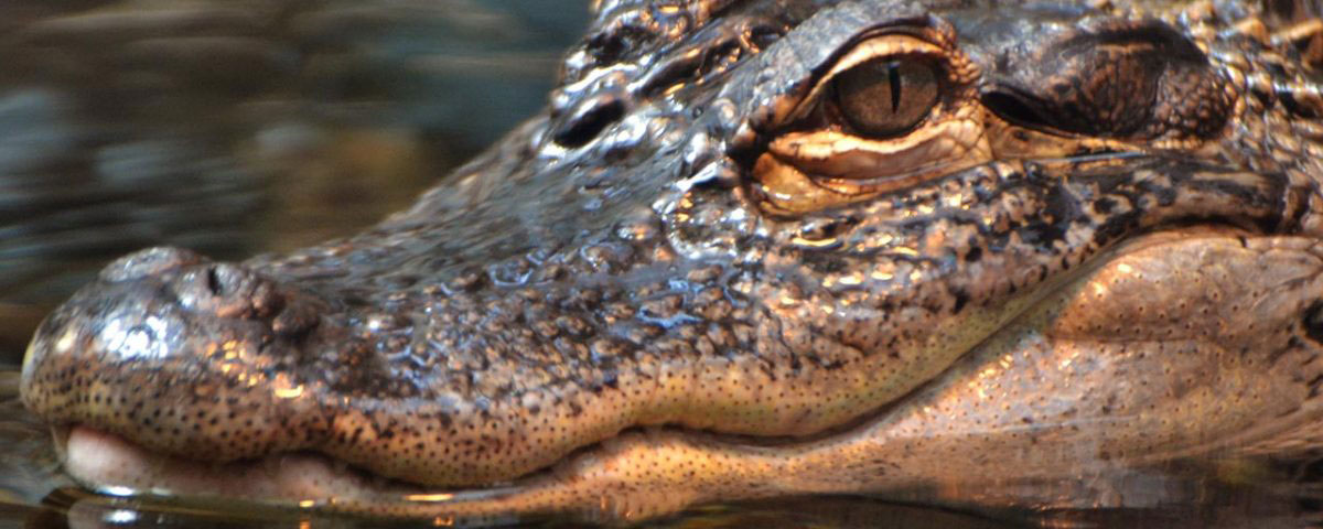 dangers of krokodil drug