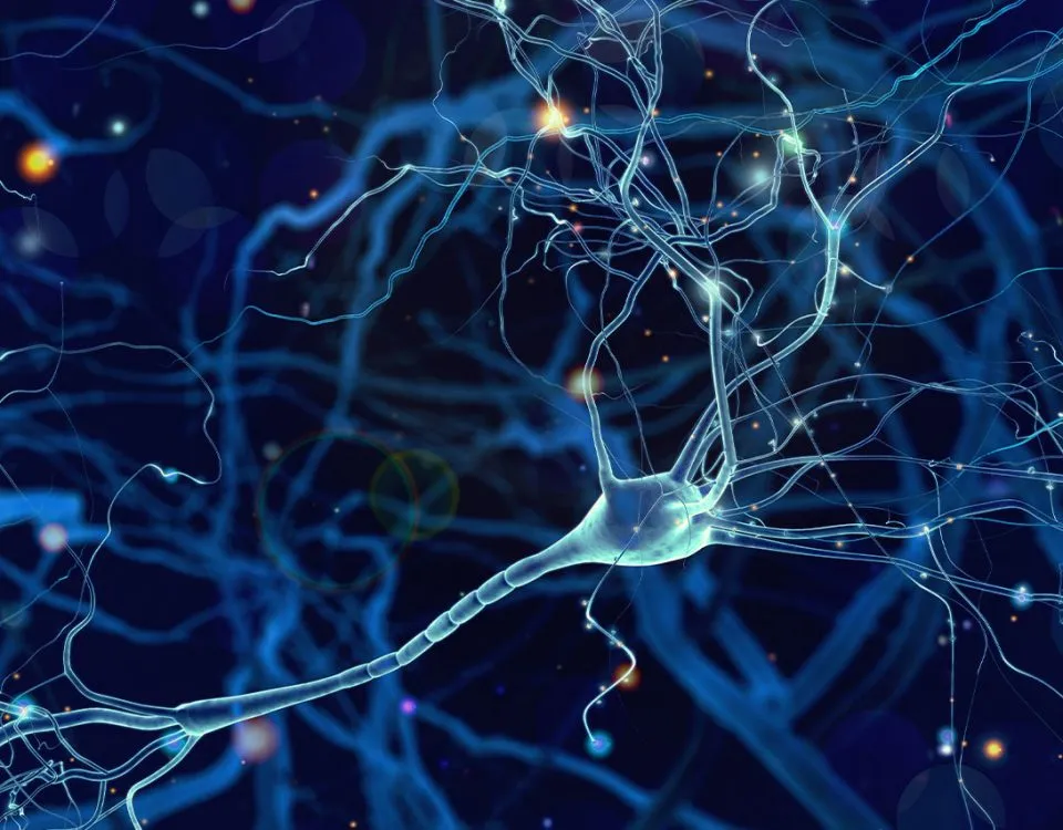 Alcohol Kills Brain Cells: Fact or Myth?