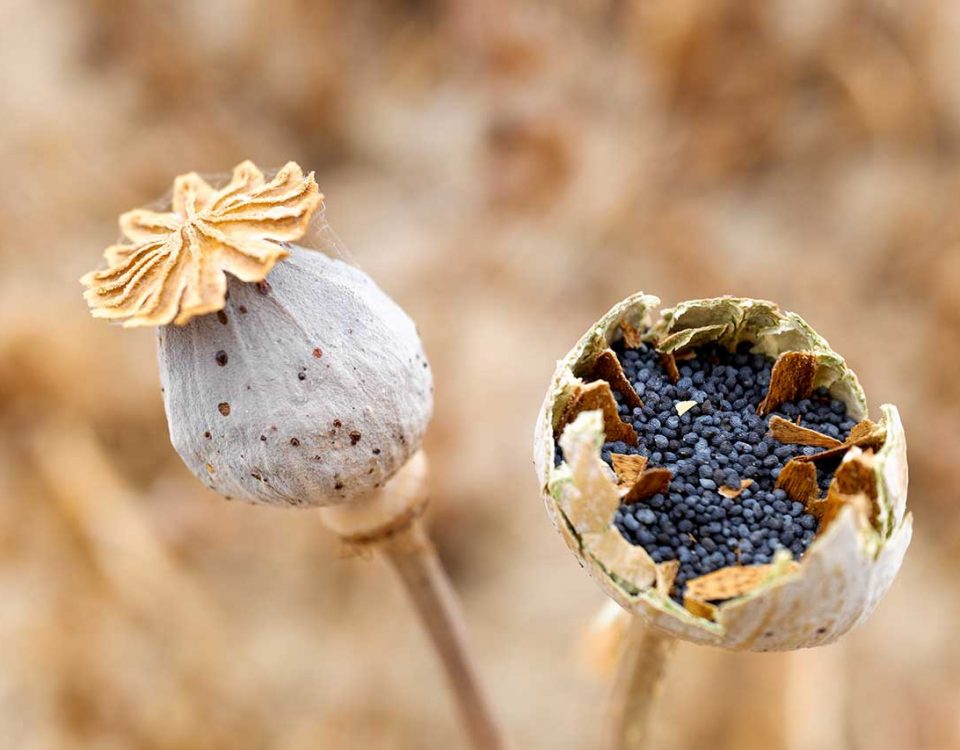 Do Poppy Seeds Affect Drug Tests?