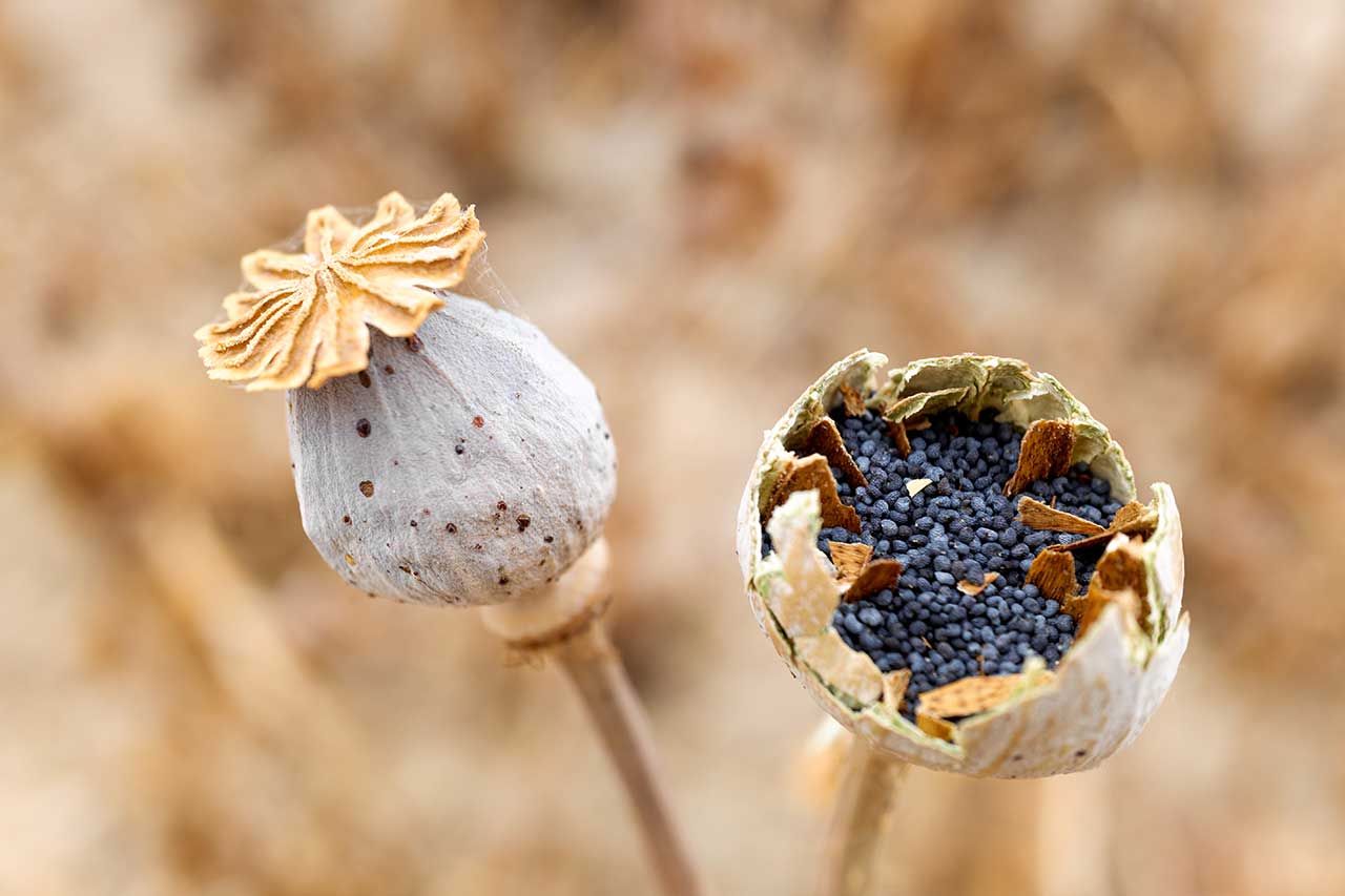 Is Poppy Seed a Drug?