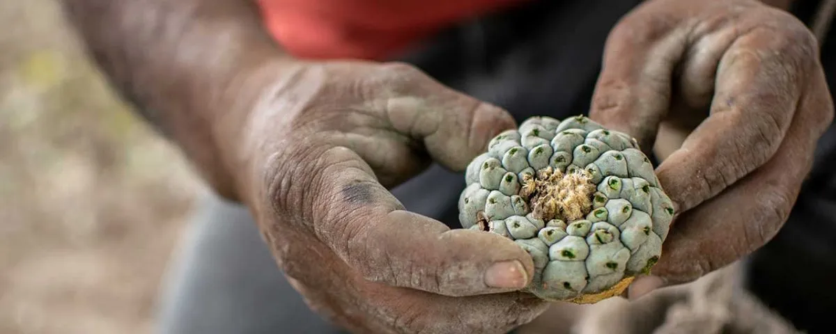 Peyote vs Ayahuasca