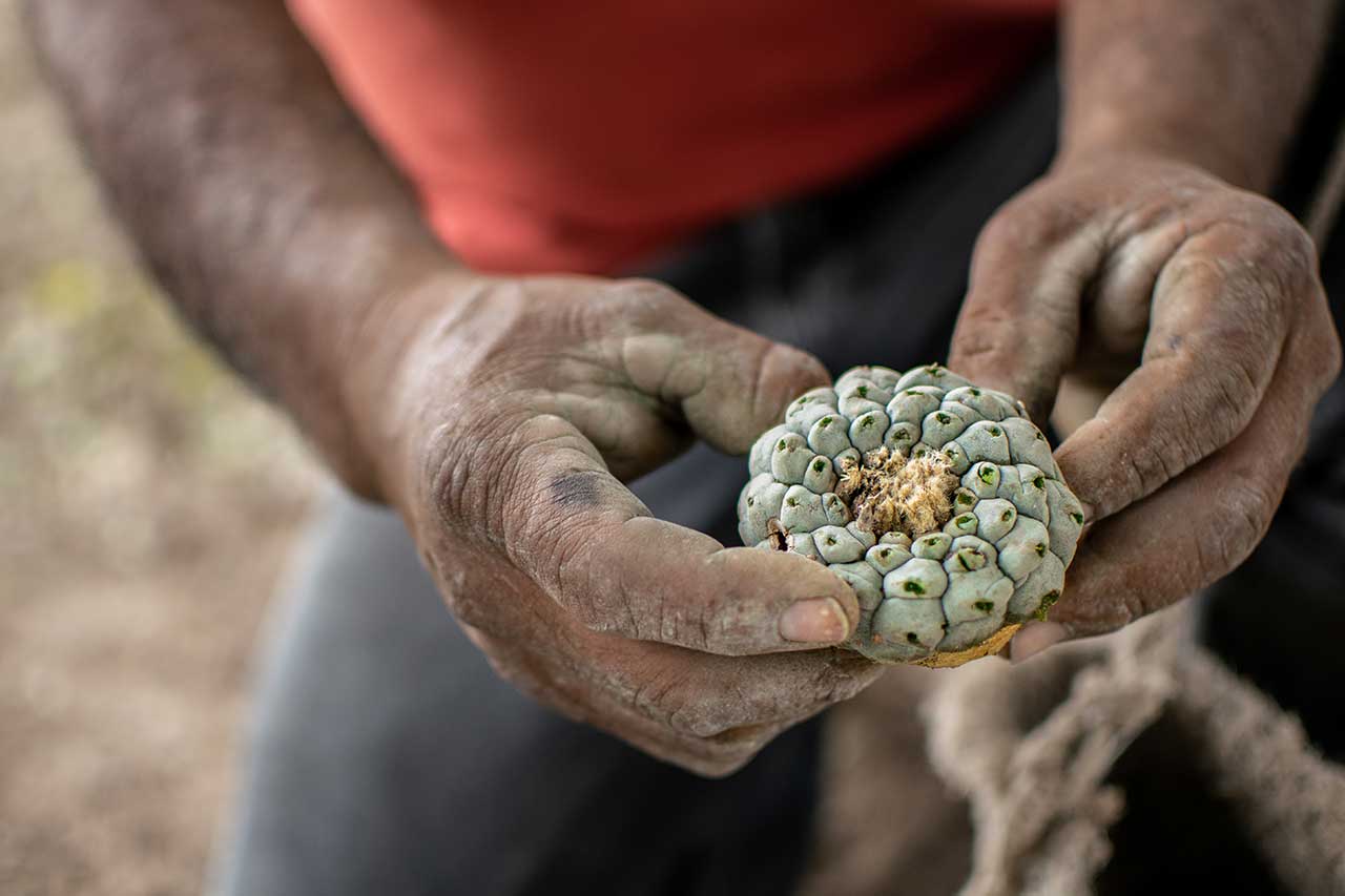 legal consequences of peyote