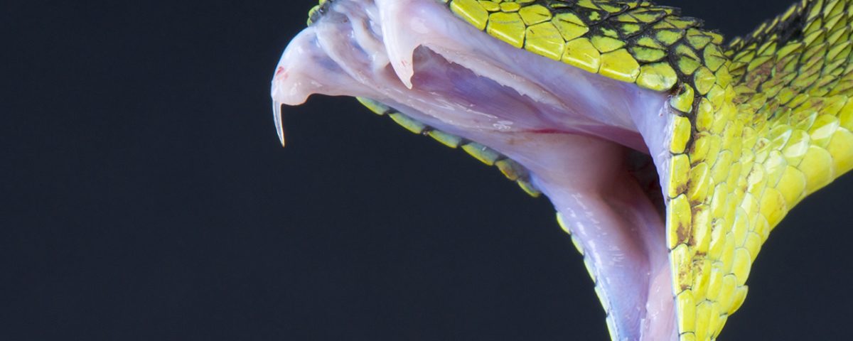 Snake Bite Drug Addiction: Can You Get High on Snake Venom?