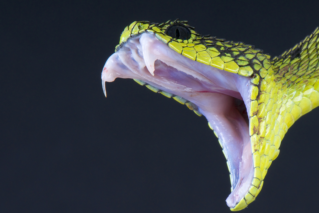 Snake Bite Drug Addiction: Can You Get High on Snake Venom?