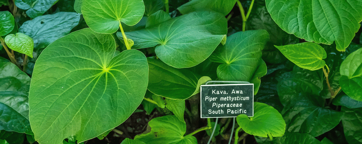 What is Kava?