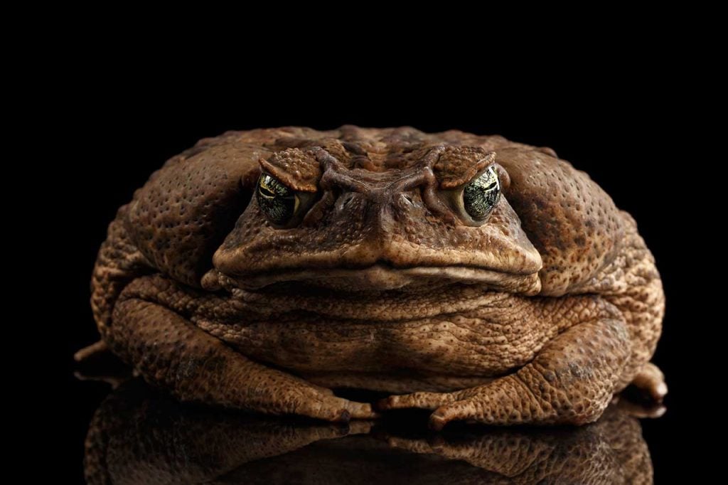 Can You Smoke Cane Toad Poison?