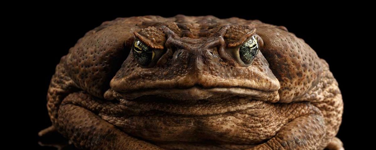 Can You Smoke Cane Toad Poison?