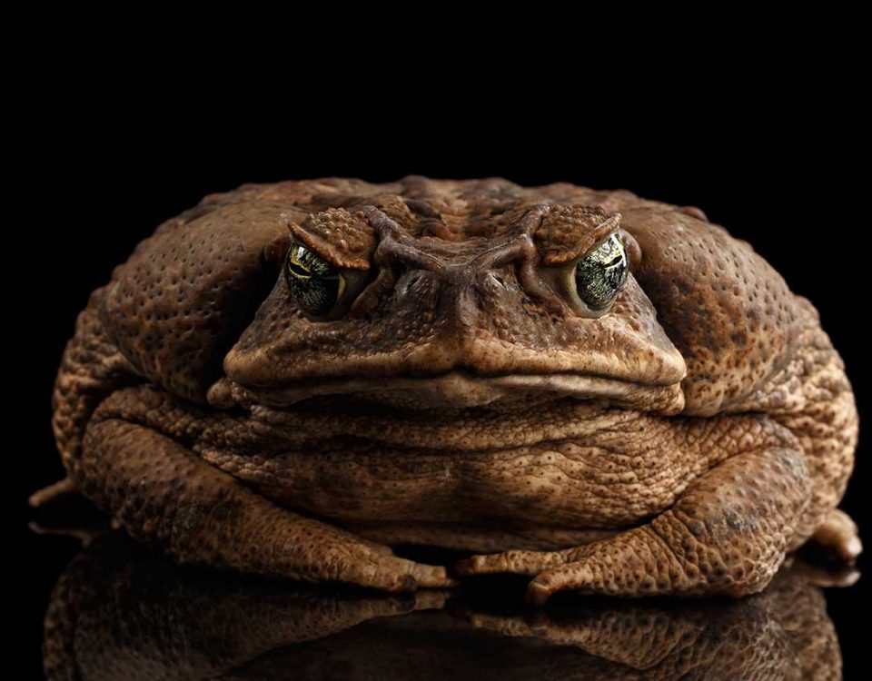 Can You Smoke Cane Toad Poison?