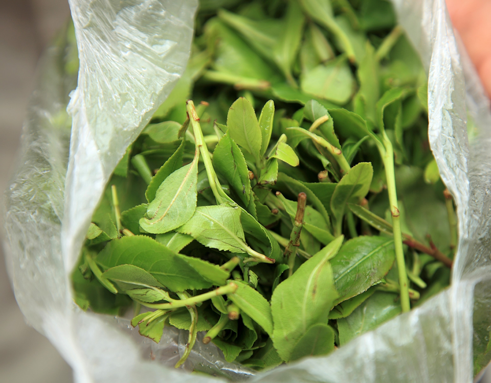 Khat Overdose Symptoms To Look Out For