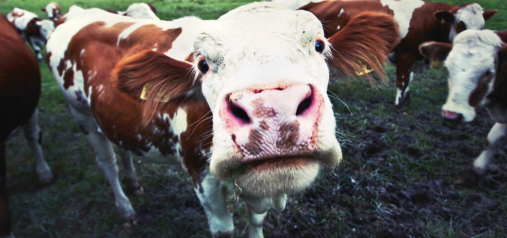cow looking silly