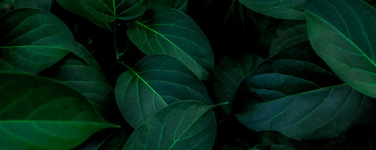 leaves background